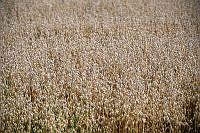 $field.value