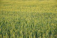 $field.value