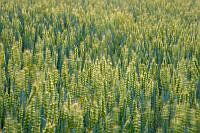 $field.value