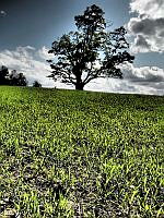 $field.value